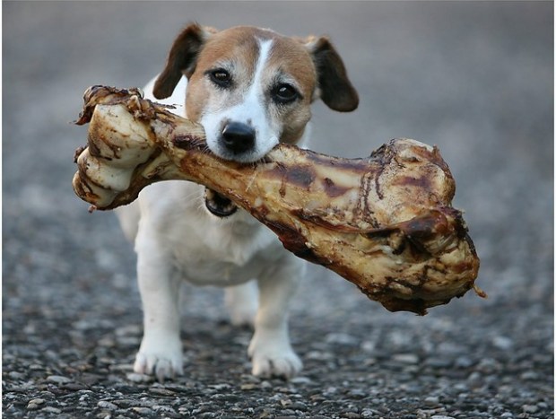 Dog-with-bone.jpg